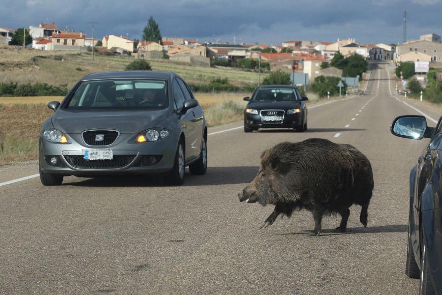 Un jabalí por la carretera de Pereruela