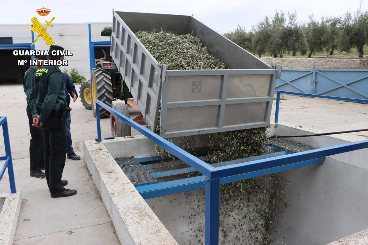 Aceituna intervenida en el dispositivo de la Guardia Civil en Baena.