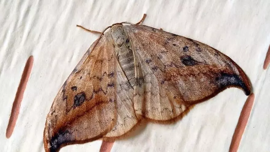 Una plaga de polillas “gigantes” invade gran parte de España: ¿pueden transmitir alguna enfermedad?