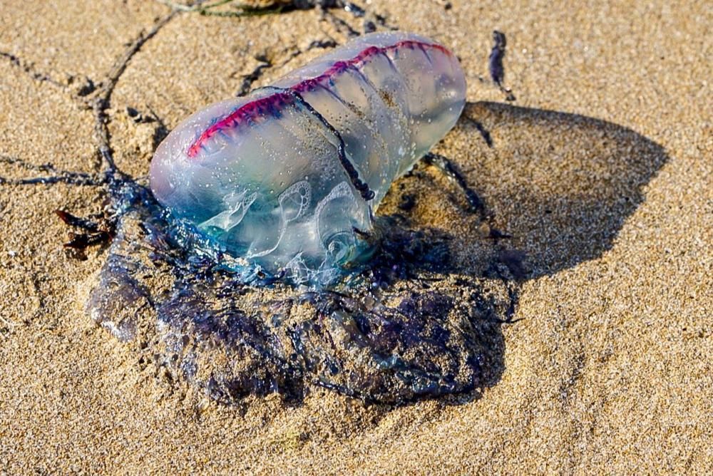 Es un animal marino propio del Atlántico.