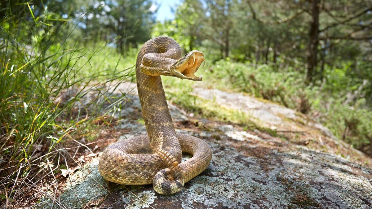 Parque Nacional Shawnee - Serpientes