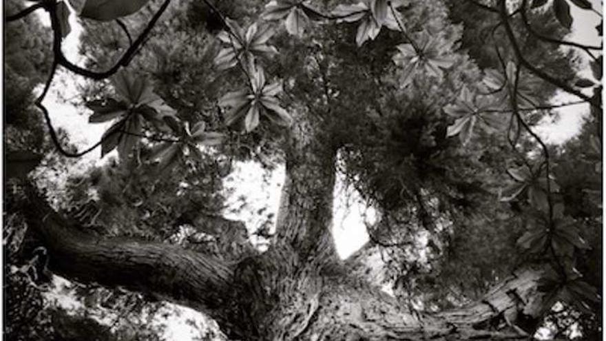 Foto del árbol del Pazo de Oca galardonada. // Conchi Muñoz