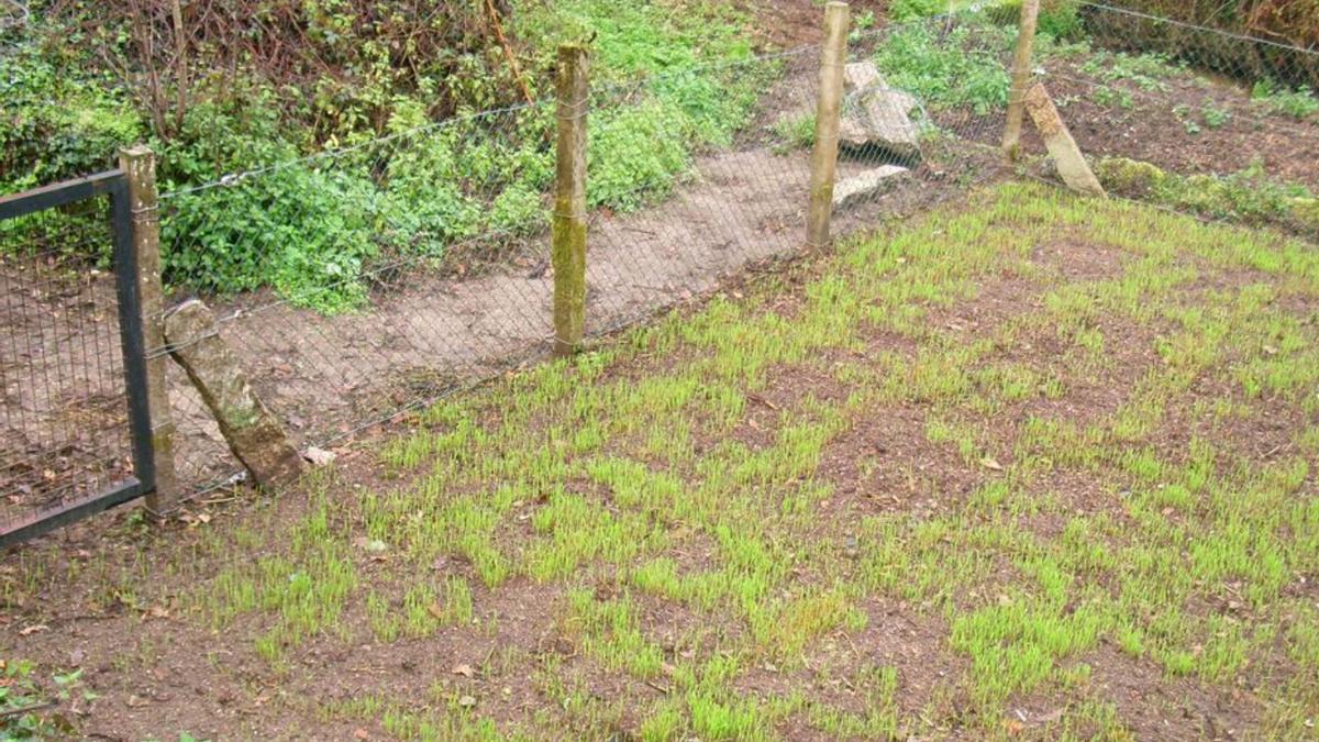 Molino restaurado y  parcela sembrada con centeno y guisantes.
/  | FDV