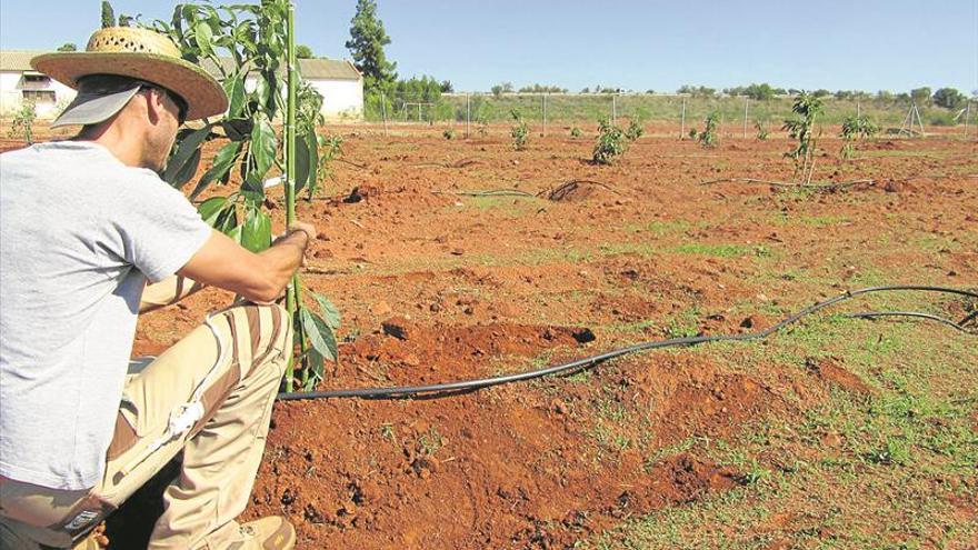 Un taller de empleo revitalizará la estación agraria a finales de año