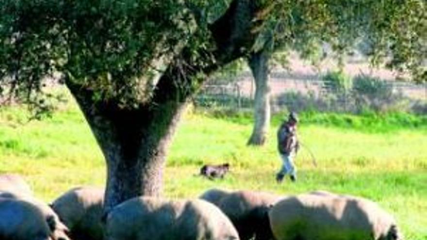 La dehesa se asfixiaría con tanto calor