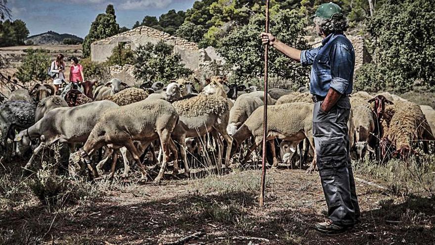 Animales pastando en el término municipal de Ibi para mantener limpios los montes. JUANI RUZ