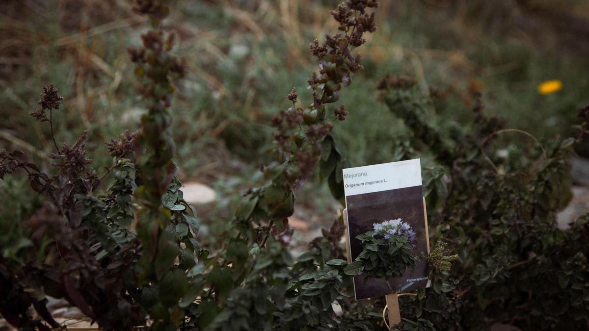 Existen distintos cultivos de plantas e hierbas que se distribuyen por las calles de Trasmoz.