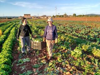 Agricultura en Mallorca: El esfuerzo colectivo robustece y afianza los cultivos ecológicos