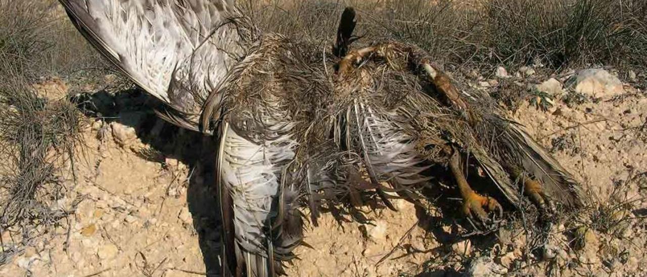 Los restos del busardo ratonero encontrado en el paraje rural pinosero de Carolinas.