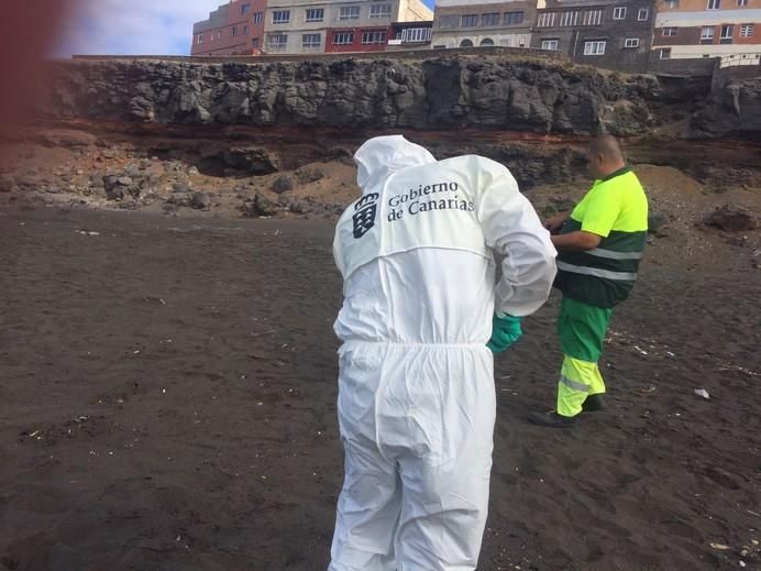 Recogida de restos de piche en la playa teldense de Palos