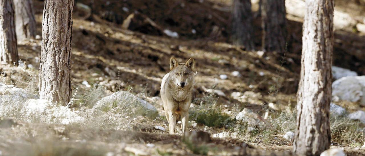 Imaxe de arquivo dun lobo ibérico en semiliberdade no Centro del Lobo Ibérico de Robledo (Zamora). // Efe / J. J. Guillén