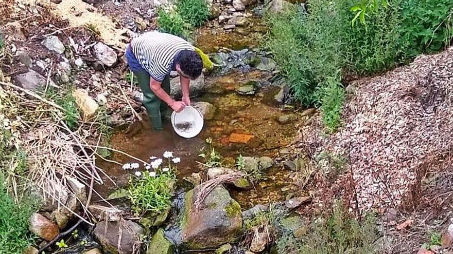 El Esmerillón suelta 2.000 alevines de trucha en el río Espinaréu