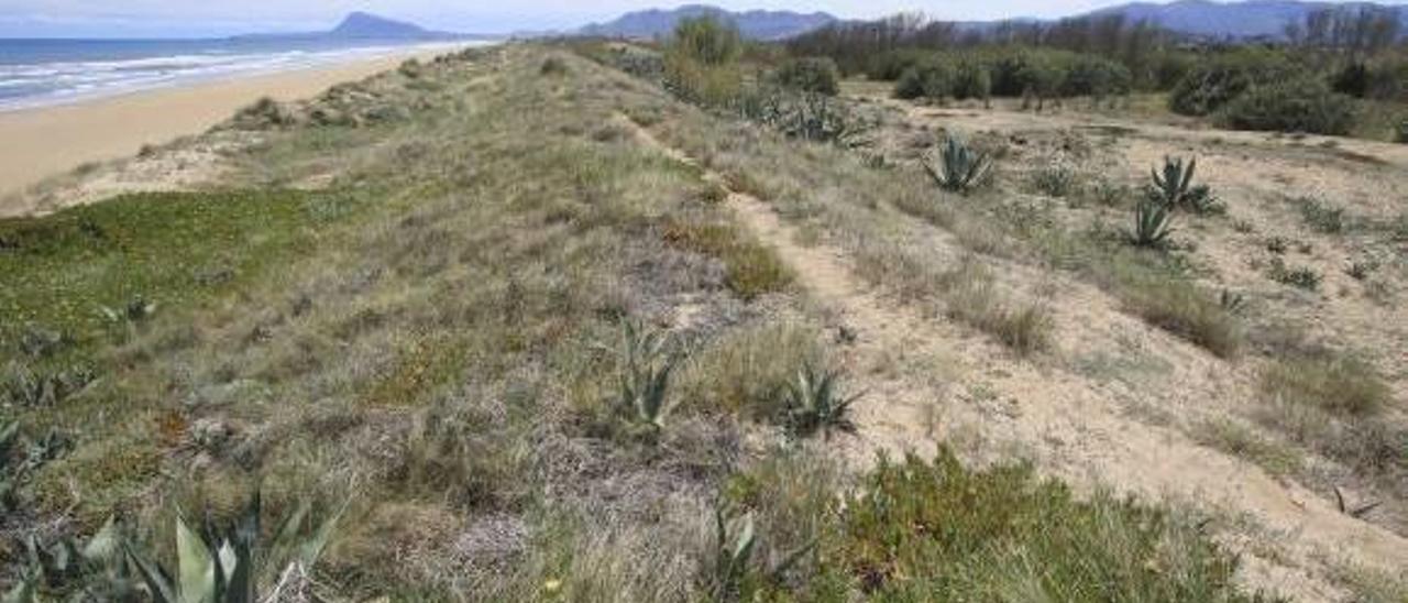 Oliva plantea urbanizar una de las zonas del litoral vetadas por la nueva política del Consell