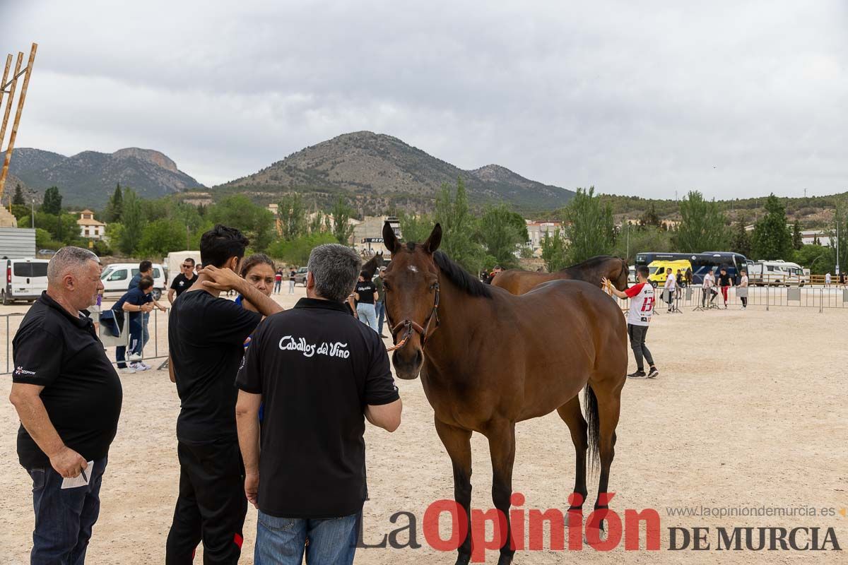 Control veterinario de los Caballos del Vino en Caravaca