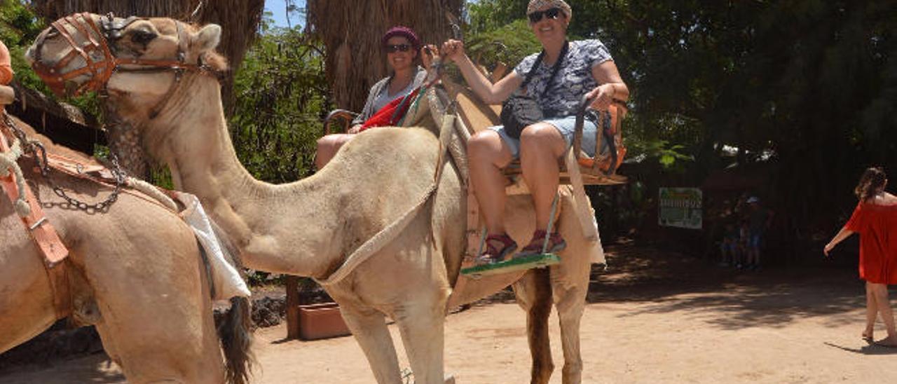 Las estudiantes disfrutan de un paseo en camello en Fuerteventura.
