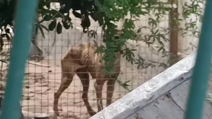Vídeo | Denuncien per abandonament animal l'amo de dos gossos "esquelètics"