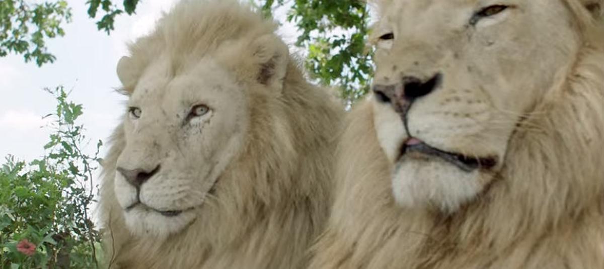 Aslan, el lleó blanc més famós de la manada