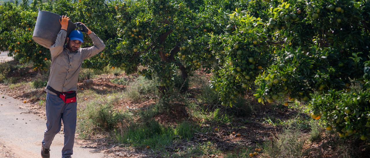 Un collidor  recoge naranjas en un campo de Betxí.