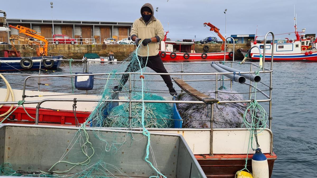 La introducción de los &quot;miños&quot; en uno de los barcos.