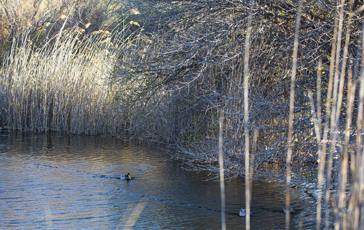 Isla de biodiversidad en el campus de Alicante