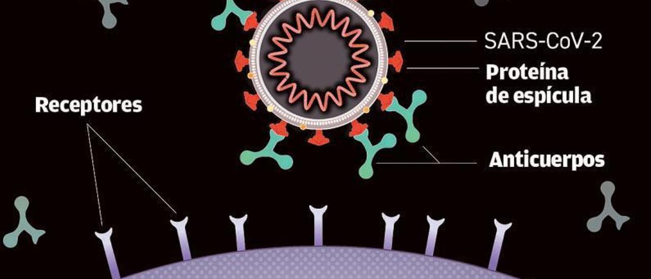 Modo en que los anticuerpos impiden al virus entar en la célula.