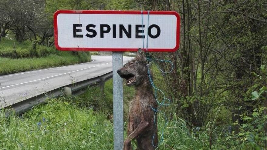 El lobo colgado en Espineo.