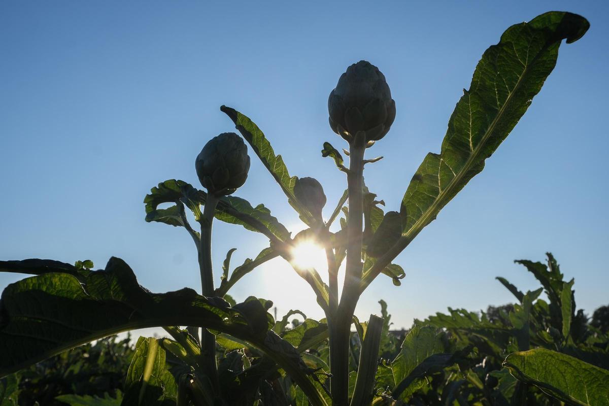 Las temperaturas están amenazando a los cultivos de alcachoha en la provincia.