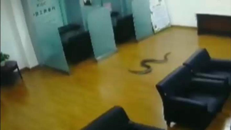 Una pitón gigante irrumpe en una reunión de trabajadores en un banco chino
