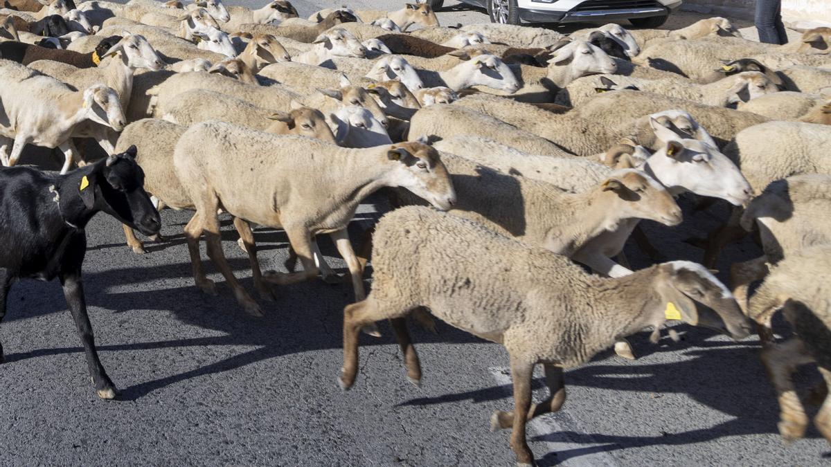 Un rebaño de ovejas pasa por una carretera