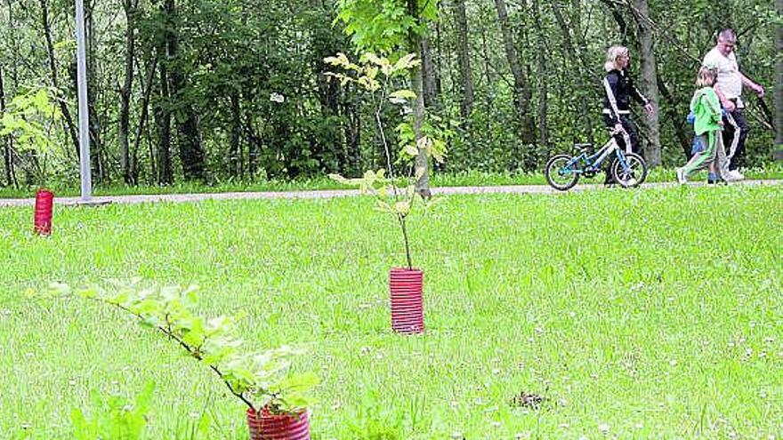 Primeras especies plantadas en el futuro jardín botánico de Panes.