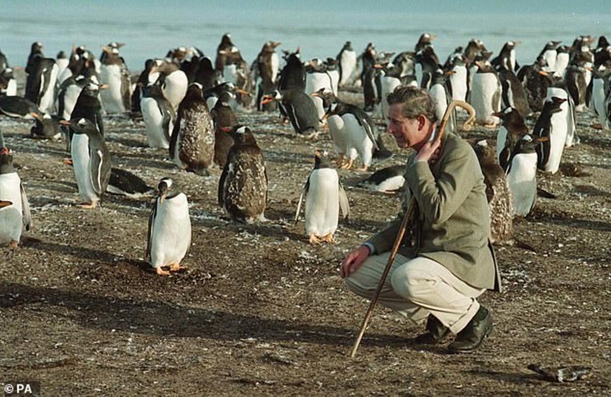 Carlos de Inglaterra junto con un grupo de pingüinos