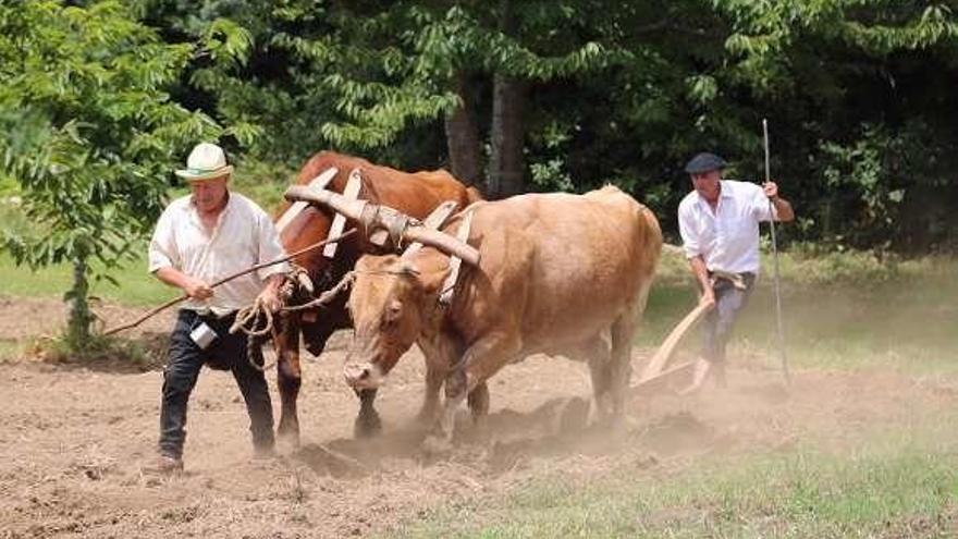 Un momento de la pasada Festa da Malla de San Vicente. // Muñiz