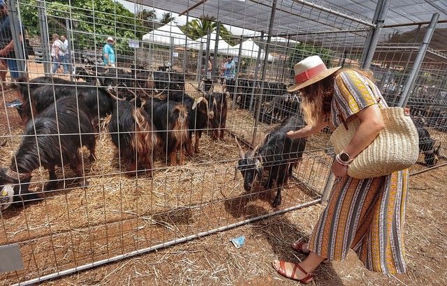 Feria de ganado y procesión por las Fiestas de San Benito en La Laguna, julio 2022