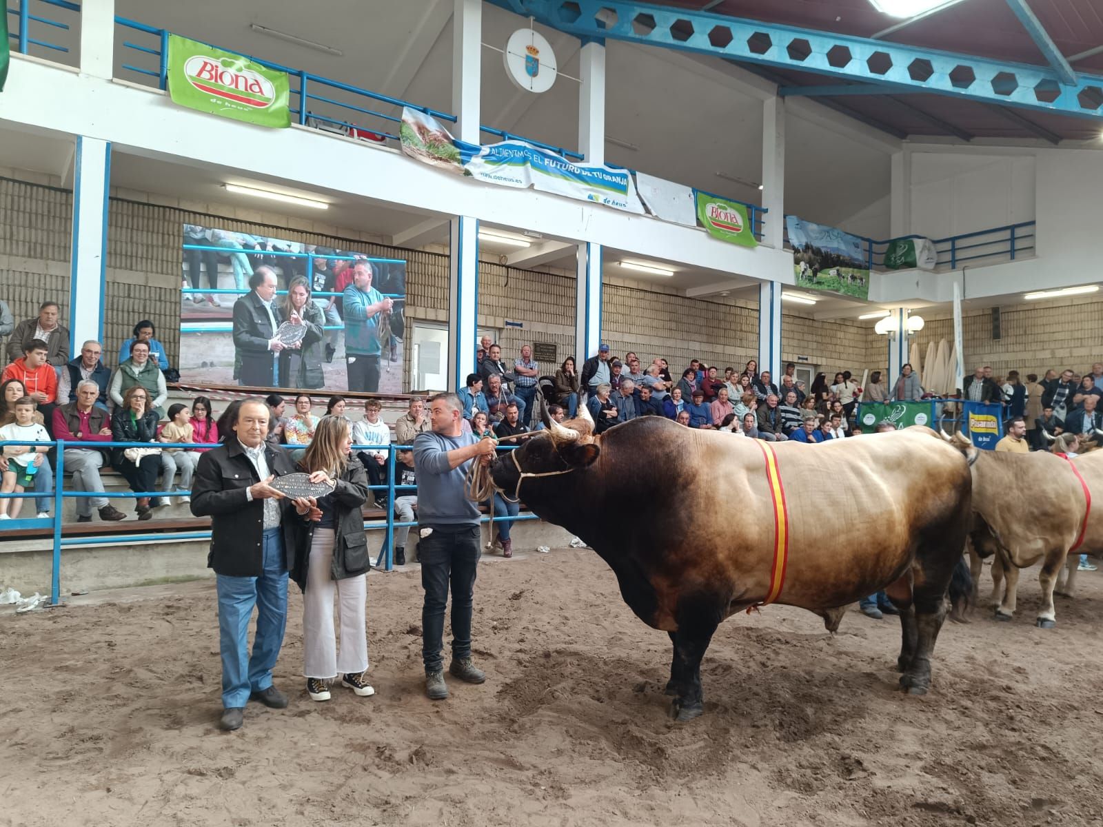 Concurso subasta nacional de asturiana de los valles en Cangas del Narcea