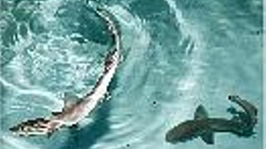 Los tiburones devoraron a unas  crías de musola en L&#039;Oceanogràfic