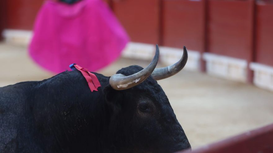 Así se curó el toro indultado ayer durante la tarde de Escribano en Alicante