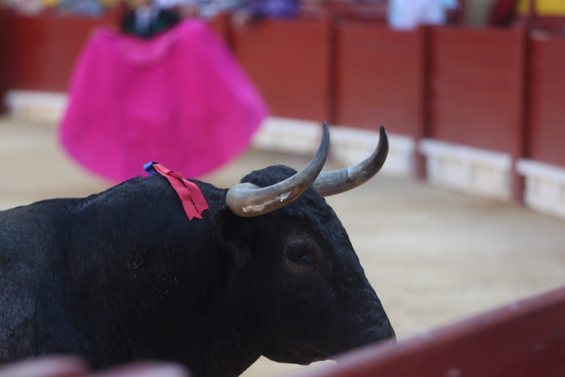 Así ha sido la tarde de Toros de Victorino Martín para Manuel Escribano, en solitario, en Alicante