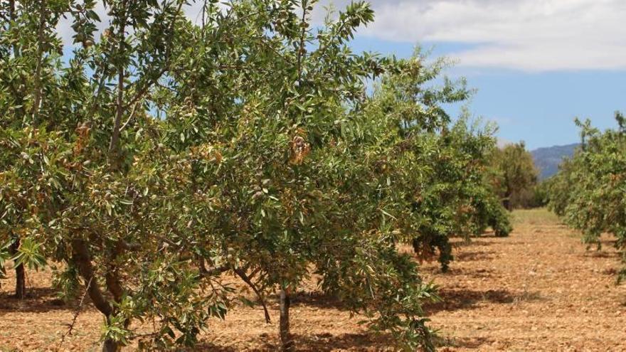 Plantación de almendros con síntomas de Xylella en Inca.