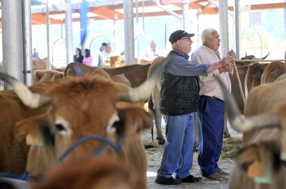 Feria de ganado en Campo de Caso