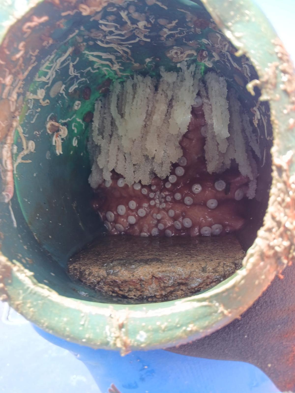 Un pulpo adulto atrapado en un cacharro mientras custodia sus huevos.