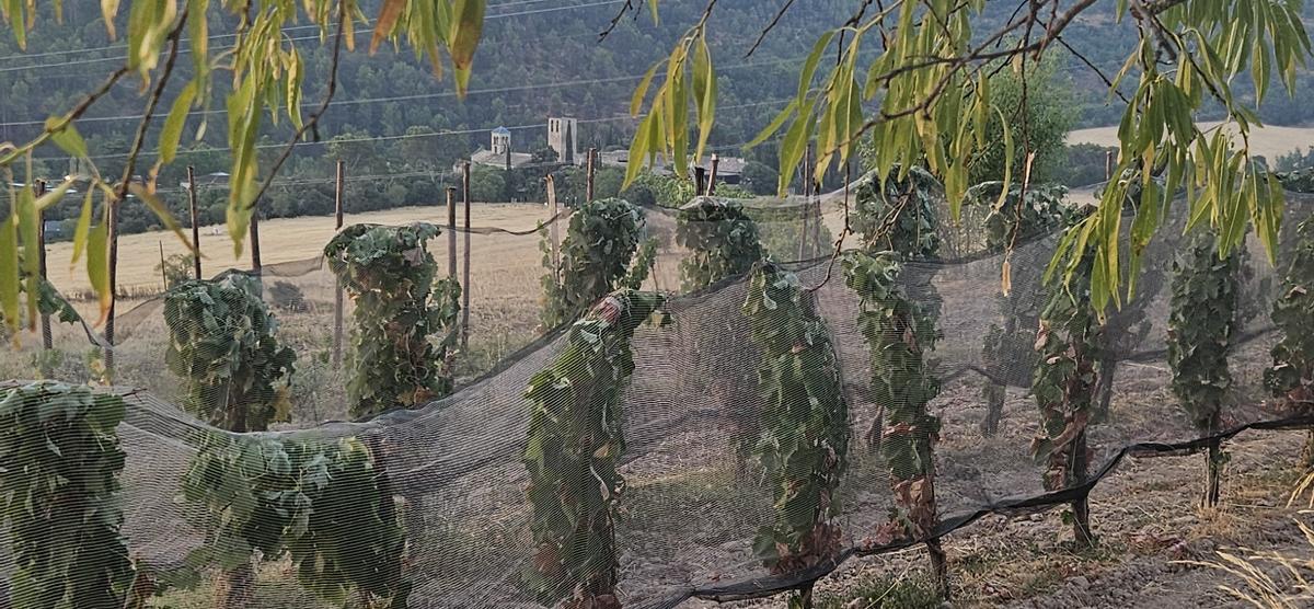 La vinya protegida a Sant Fruitós de Bages