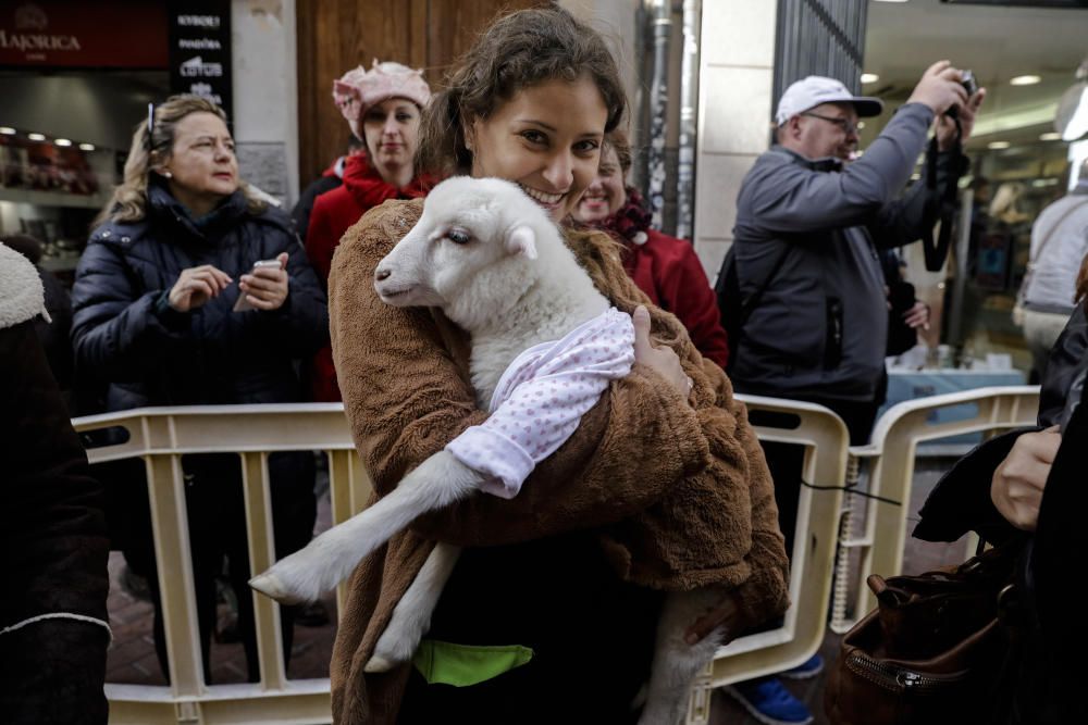 Sant Antoni: Tiersegnungen in Palma