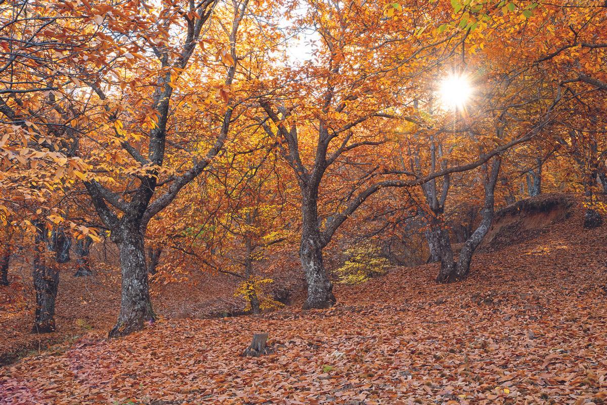 Así es el bosque de Málaga ideal para una escapada de otoño, repleto de castaños y miradores: es uno de las "siete maravillas naturales de España"