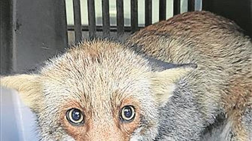 Rescatado un zorro en un aula del Ifapa de Palma del Río