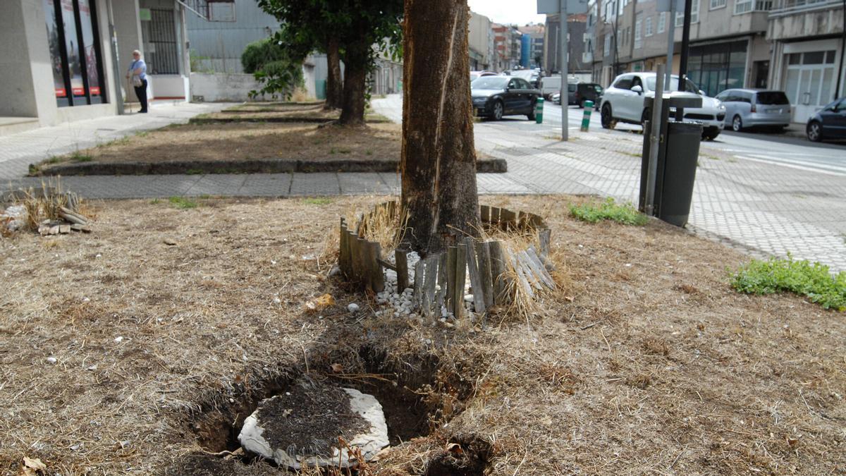 Hueco de un árbol talado, sin rellenar.