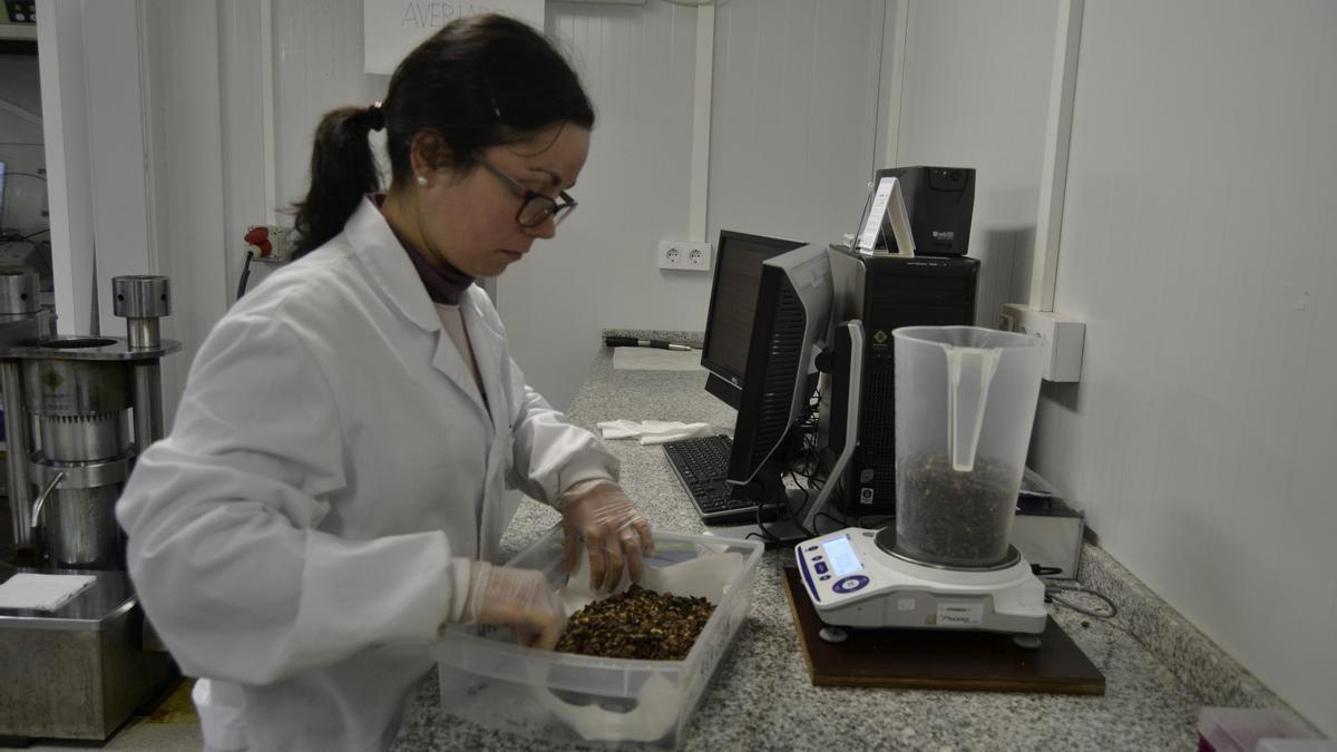 Rocío Barreiro manipulando semillas de camelias.