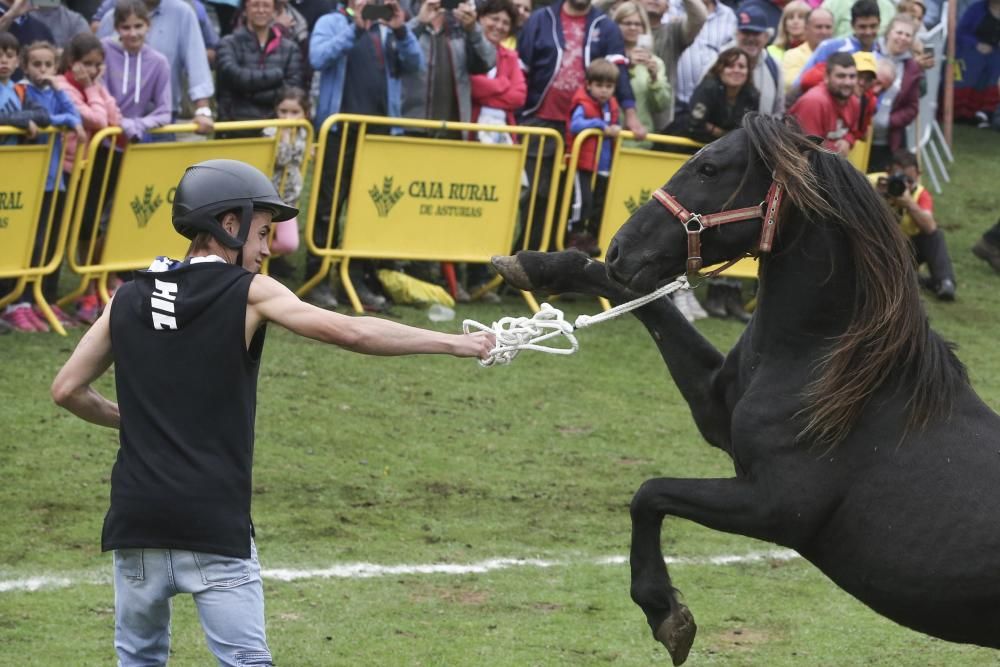 Fiesta del Asturcón 2017