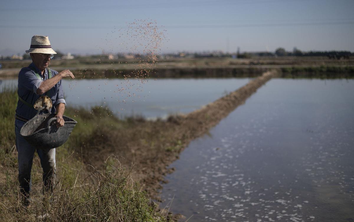 JM LOPEZ 20/05/2020 VICENT DE MASSANASSA AGRICULTOR DEL ARROZ . UNO DE LOS POCOS QUE SIEMBRA A MANO LOS ARROZALES .. Vicent. Agricultura tradicional. campos de arroz. siembra de arroz. arrozales