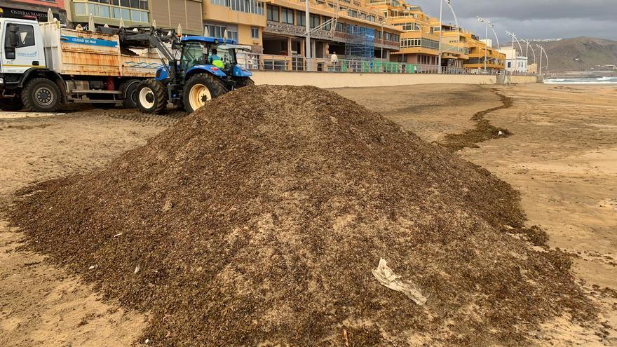 Ciudad de Mar retira más de 170 toneladas de seba de Las Canteras y San Cristóbal