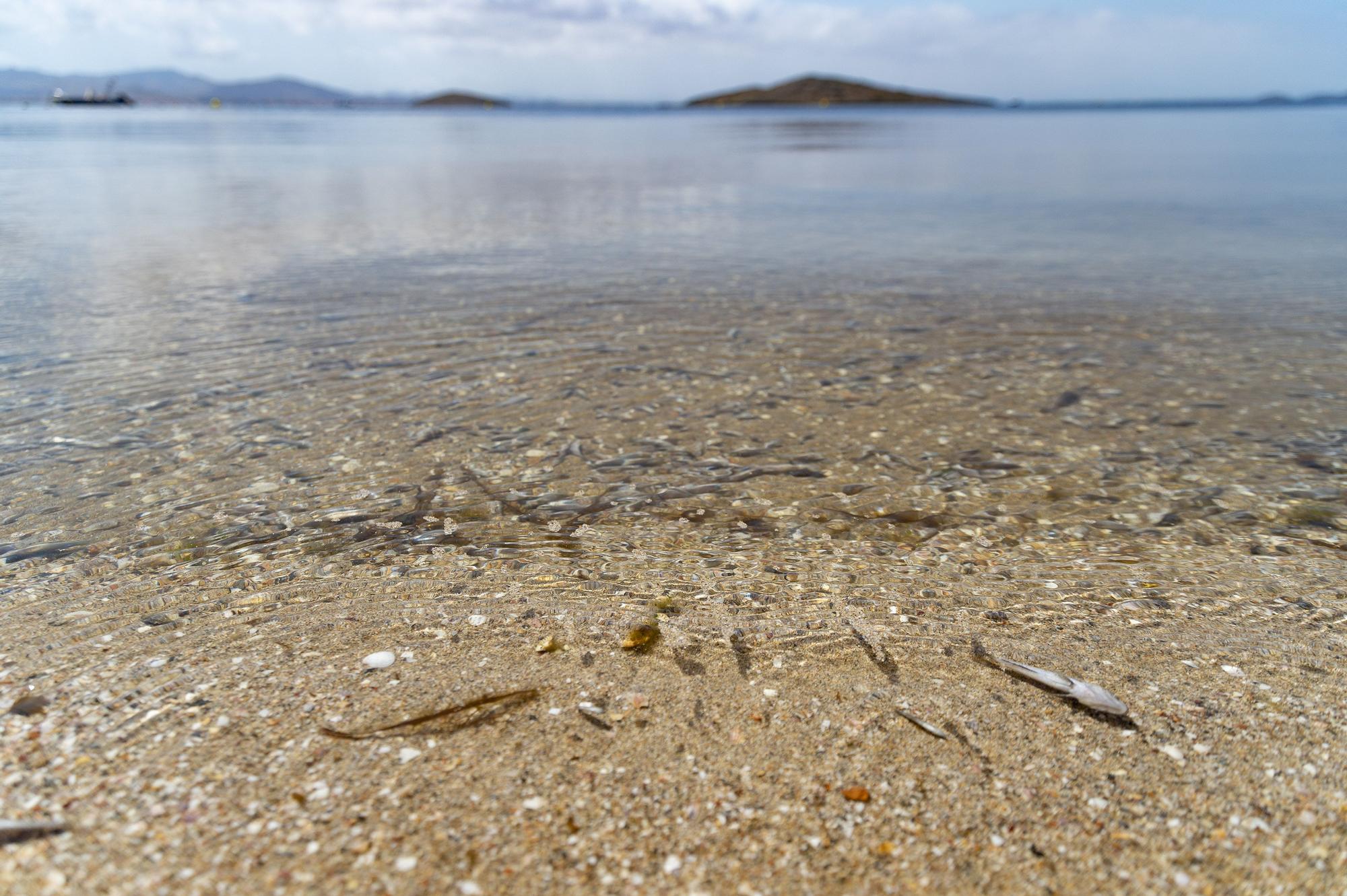 Peces muertos en la playa de la Isla, en La Manga